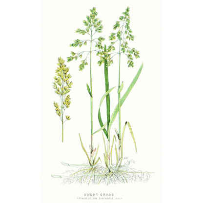40 Sweetgrass Seeds, WINTER PLANTING Hierochloe Odorata, Vanilla