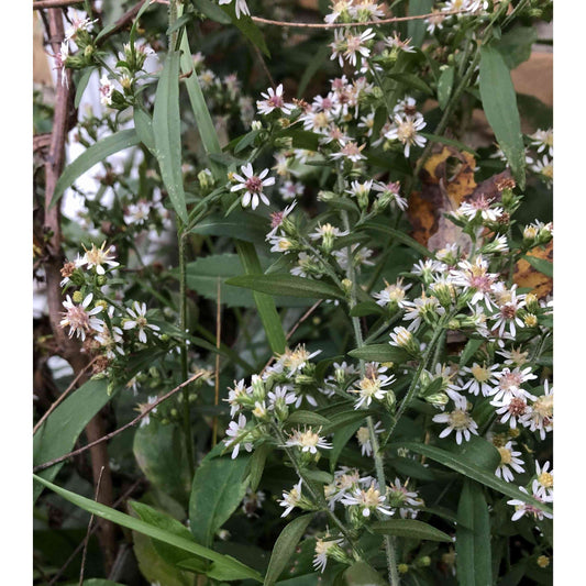 Symphyotrichum lateriflorum (Calico Aster / Side-Flowering Aster)  Natural Communities LLC