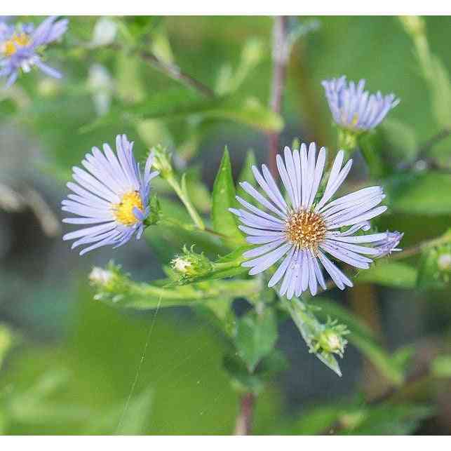 Symphyotrichum puniceum (Swamp Aster)  Natural Communities LLC