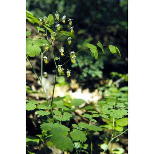 Thalictrum dioicum (Early Meadow Rue)  Natural Communities LLC