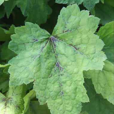 Tiarella cordifolia (Foamflower)  Natural Communities LLC