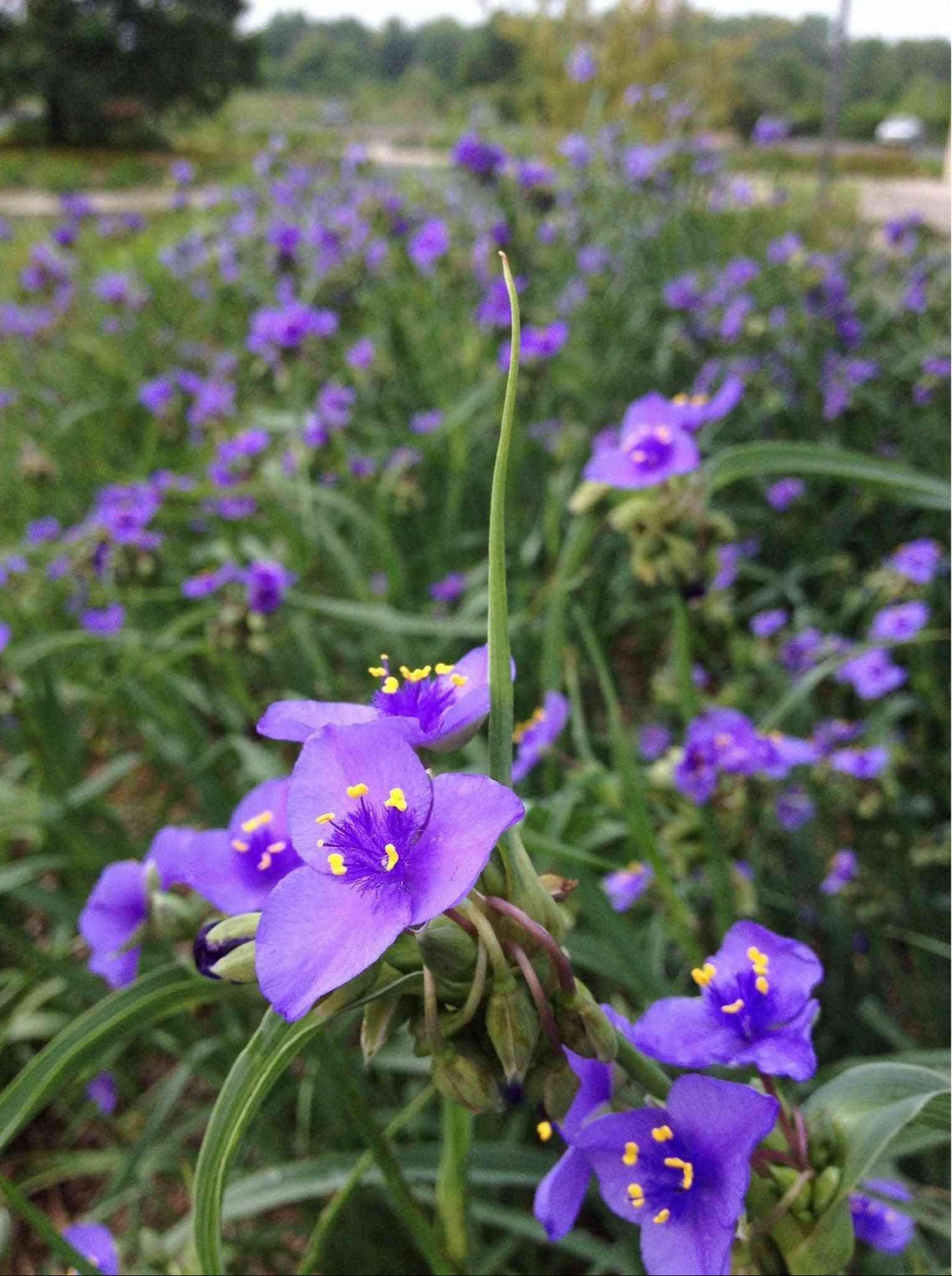 A beautiful image of Ohio Spiderwort (Tradescantia ohiensis), a native perennial with showy blue to purple flowers that provide a valuable source of pollen and nectar for bees and other pollinators.