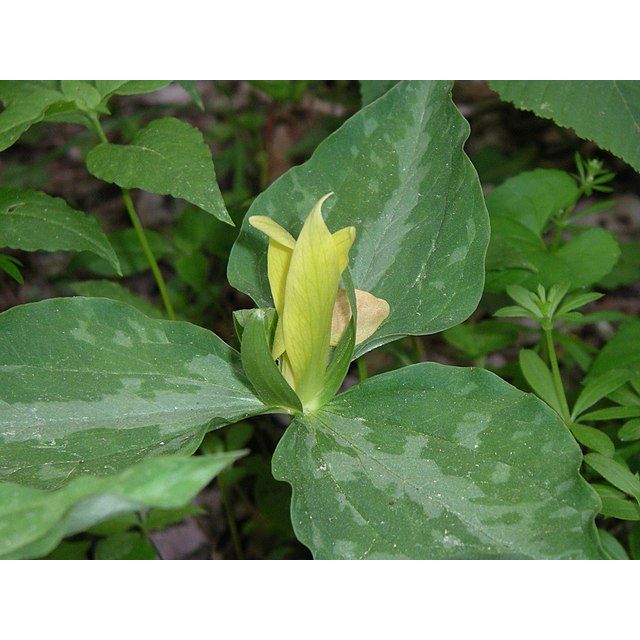 Trillium luteum (Yellow Wakerobin Trillium)