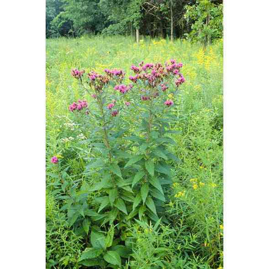 Vernonia fasciculata (Common Ironweed)  Natural Communities LLC