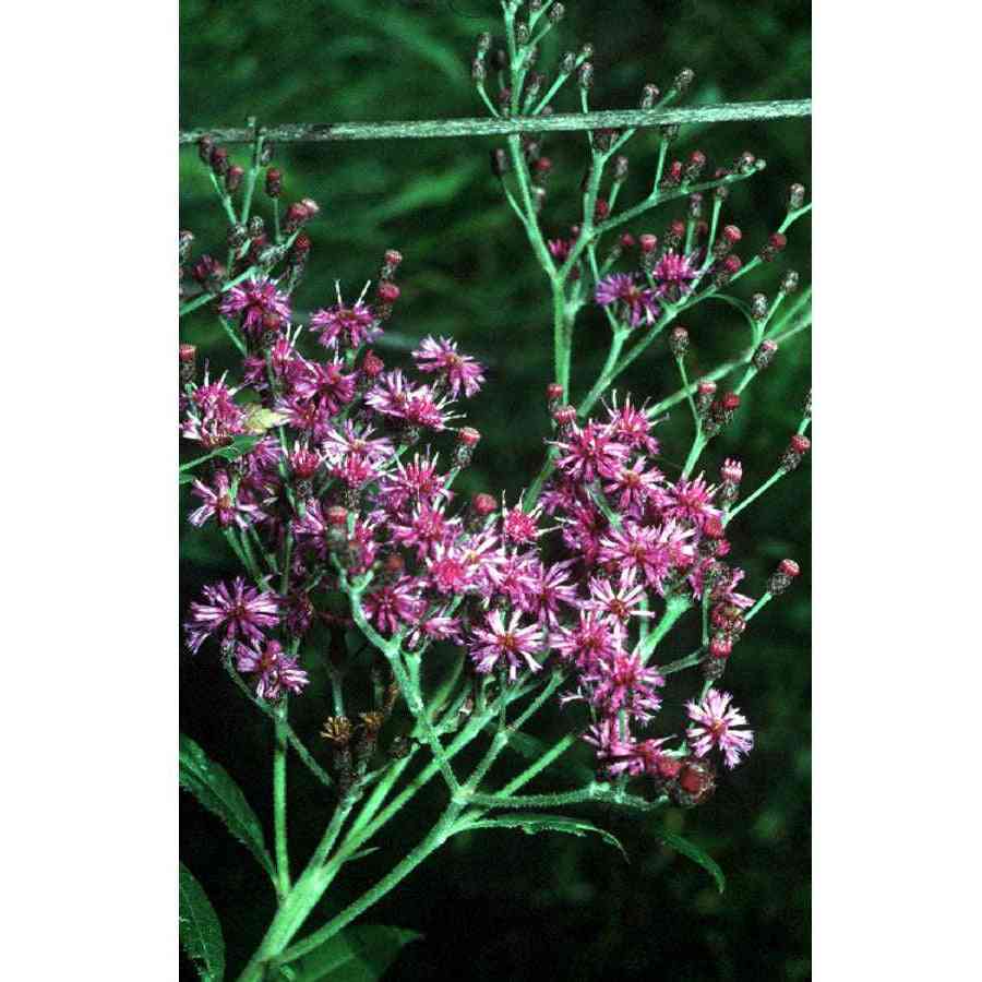 Vernonia missurica (Missouri Ironweed)  Natural Communities LLC
