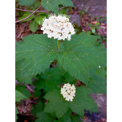 Viburnum acerifolium (Maple-Leaved Viburnum)  Natural Communities LLC