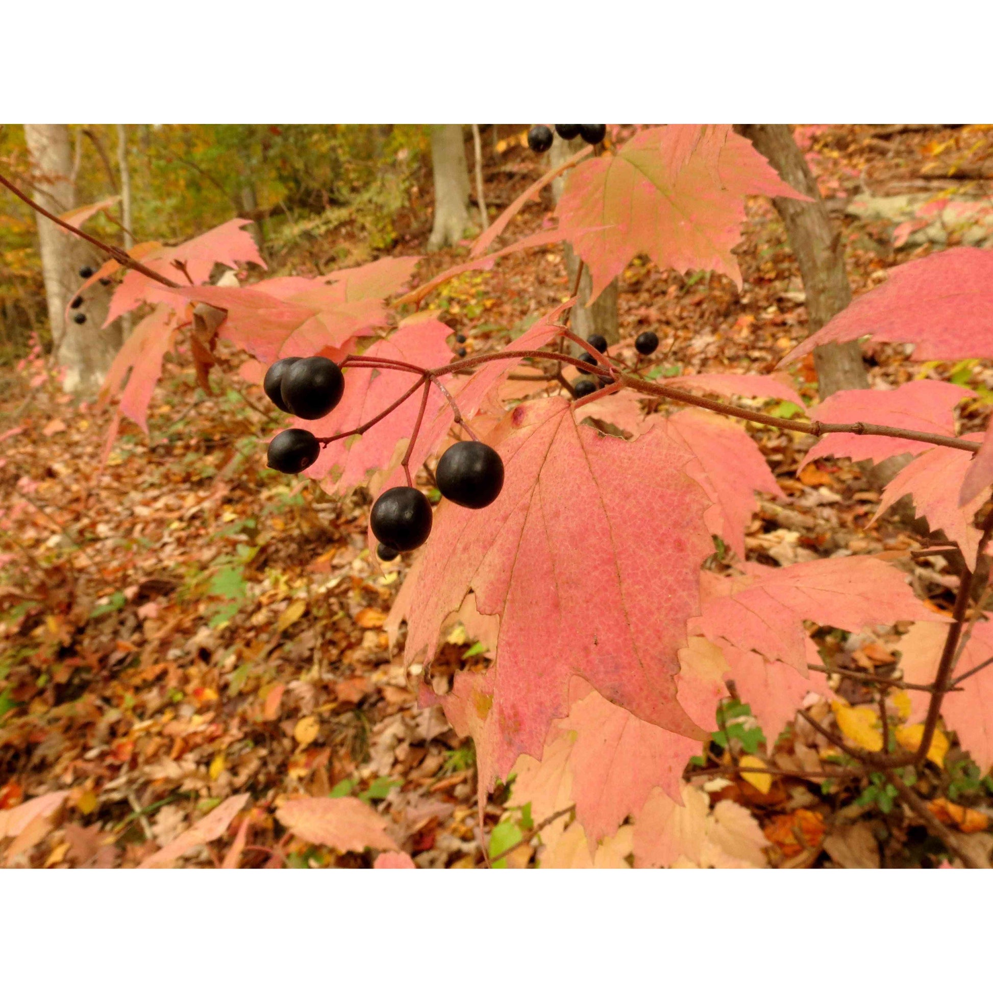 Viburnum acerifolium (Maple-Leaved Viburnum)  Natural Communities LLC
