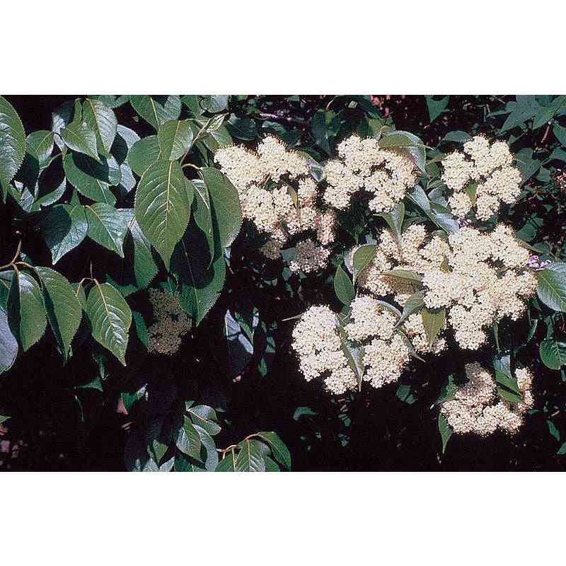 Viburnum lentago (Nannyberry Viburnum)  Natural Communities LLC