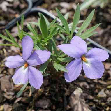 Viola pedata (Bird's Foot Violet)  Natural Communities LLC