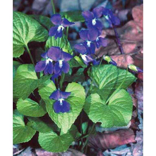 Viola sororia (Common Blue Violet)  Natural Communities LLC