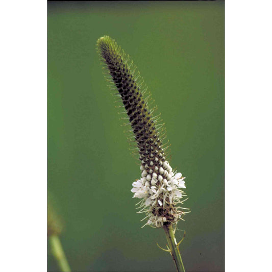 Dalea candida or Petalostemum candidum (White Prairie Clover)  Natural Communities LLC