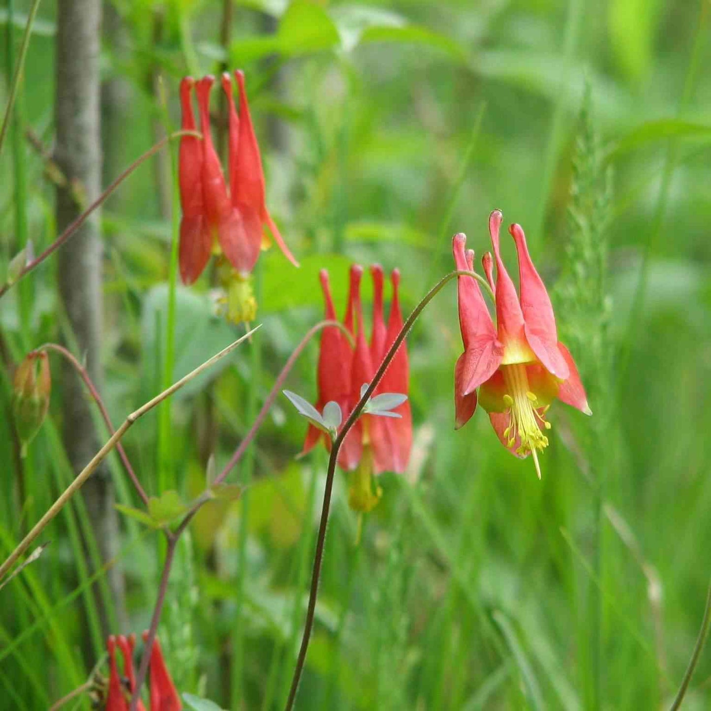 Aquilegia canadensis (Wild Columbine)  Natural Communities LLC