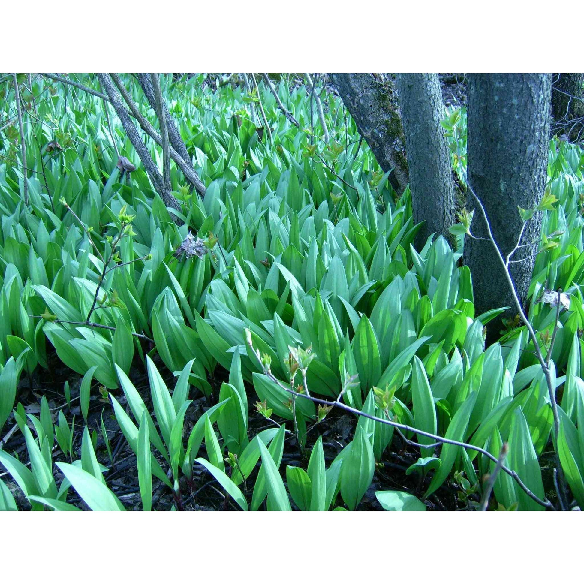 Allium tricoccum (Wild Leek/Ramps)  Natural Communities LLC