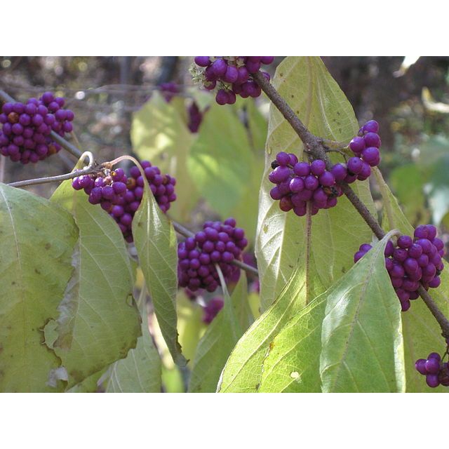 Callicarpa americana  (American Beautyberry)