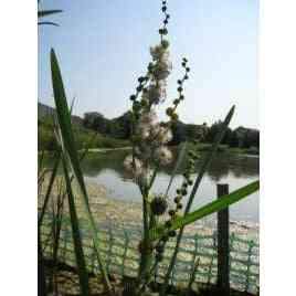 Sparganium eurycarpum (Great Bur Reed)  Natural Communities LLC