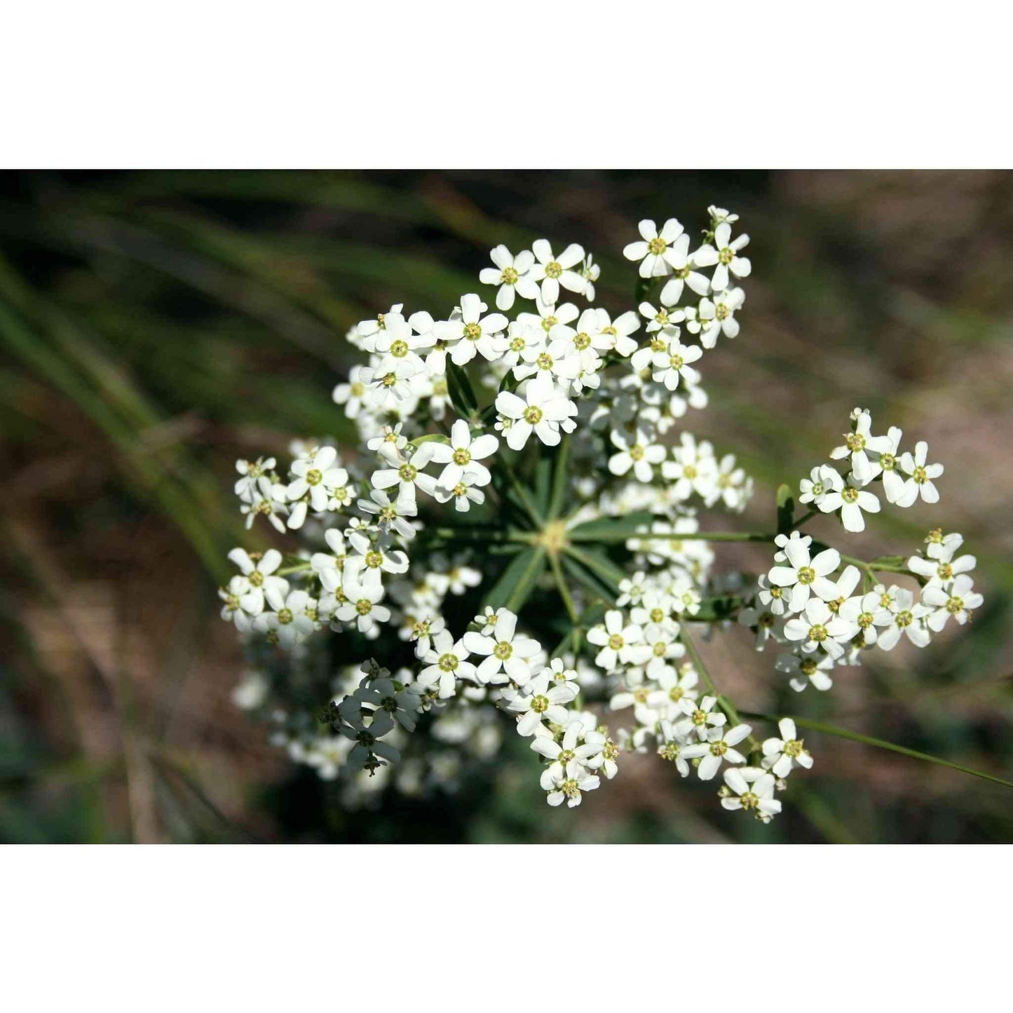 Euphorbia corollata (Flowering Spurge)  Natural Communities LLC