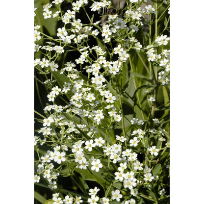 Euphorbia corollata (Flowering Spurge)  Natural Communities LLC