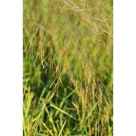 Glyceria striata (Fowl Manna Grass)  Natural Communities LLC