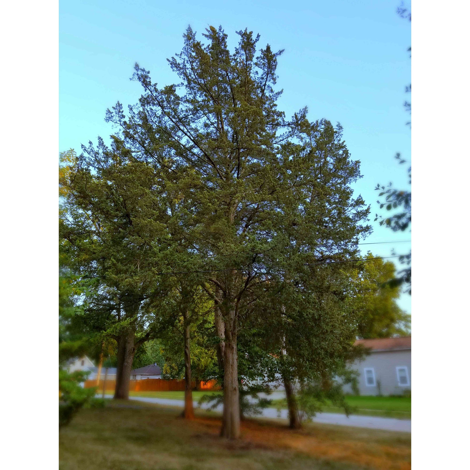 Juniperus virginiana (Eastern Red Cedar)  Natural Communities LLC