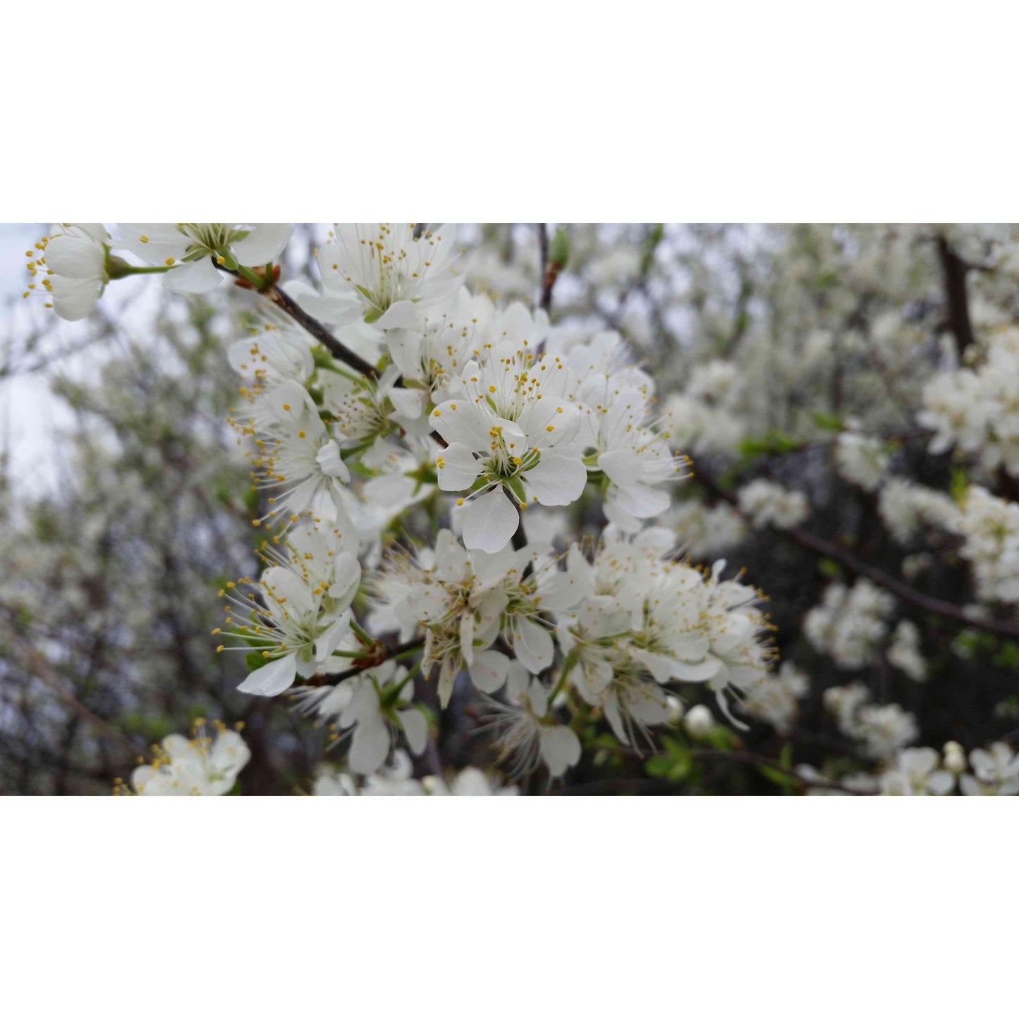Prunus americana  (American Plum)  Natural Communities LLC