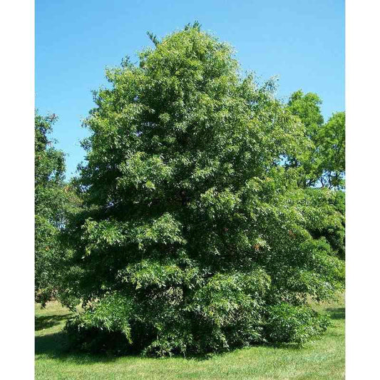 Quercus palustris (Pin Oak)  Natural Communities LLC