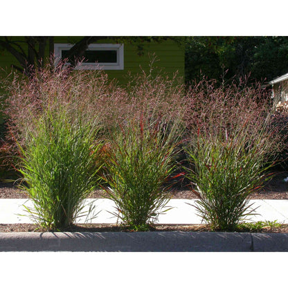 Panicum virgatum (Switch Grass)  Natural Communities LLC