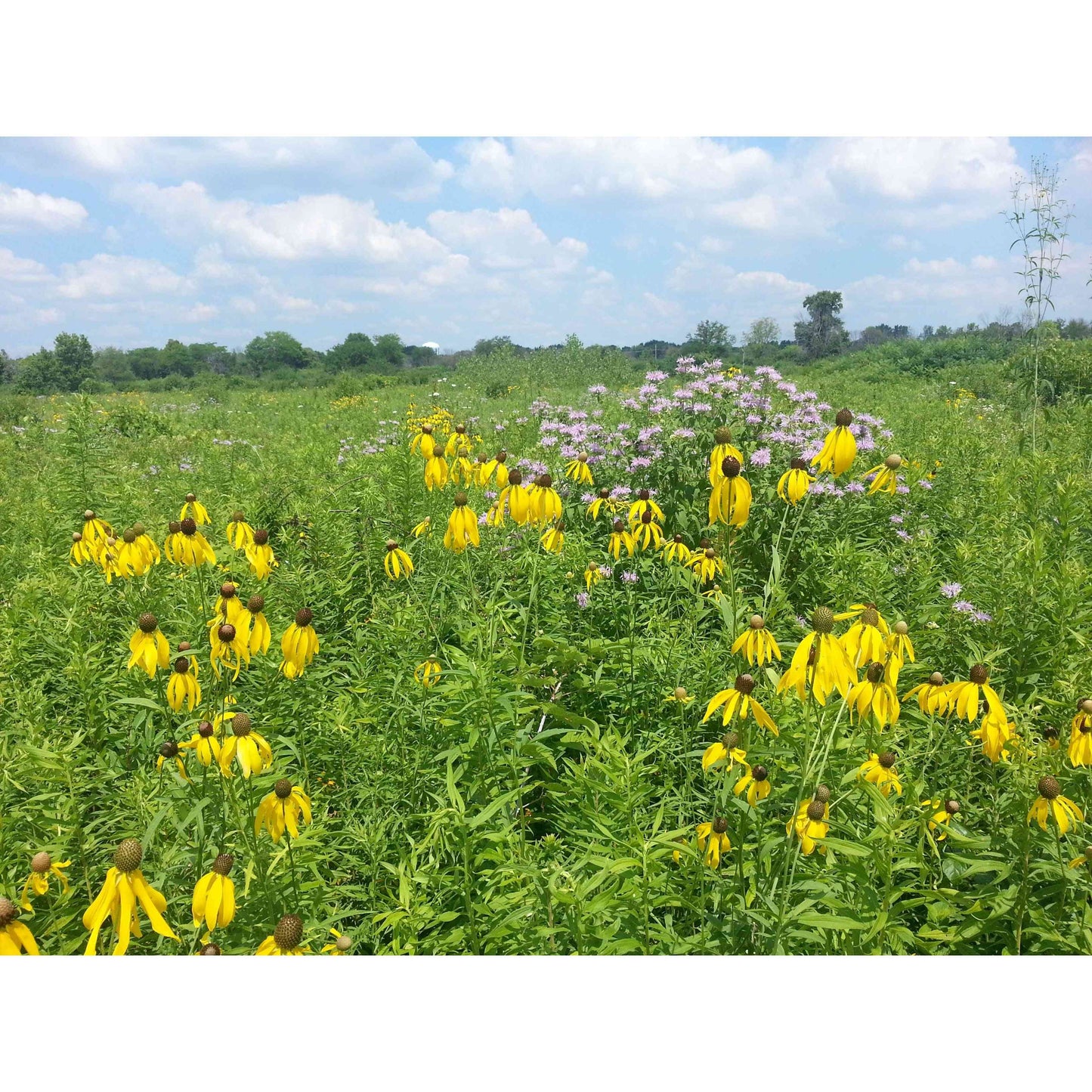 IL CP25 Rare and Declining Habitat Seed - Illinois
