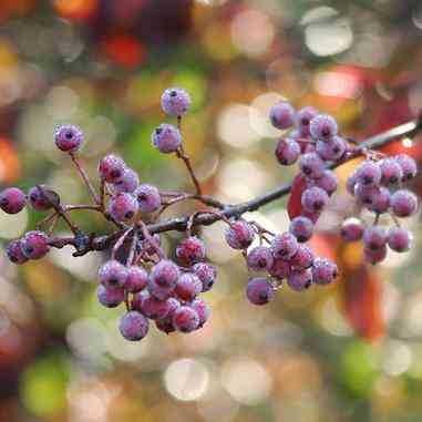 Viburnum prunifolium (Blackhaw Viburnum)  Natural Communities LLC